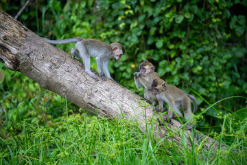 Three Juvenile Baby Long Tailed Macaques (Macaca Fascicularis, Crab Eating Macaque, Cynomolgus Macaque, Kera) playing on tree branch or log - Kinabatangan River, Sandakan, Sabah, Malaysia (Borneo)