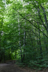 Obraz premium Bright green trees in the forest