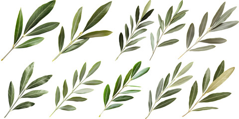 Assorted olive branches with green leaves