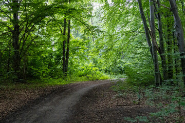 Bright green trees in the forest