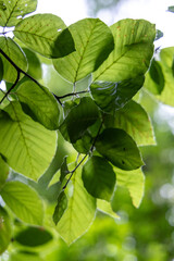 Green leaves in the summer forest