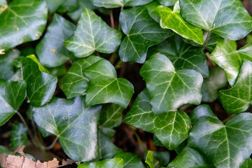 Green leaves in the summer forest