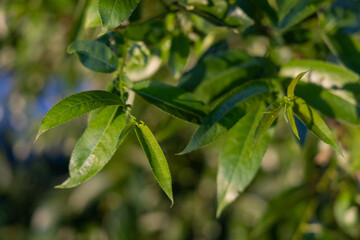 Obraz premium Bright green leaves on a willow tree