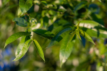 Bright green leaves on a willow tree