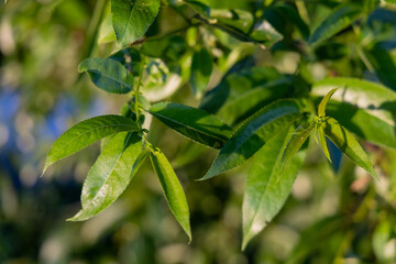 Bright green leaves on a willow tree