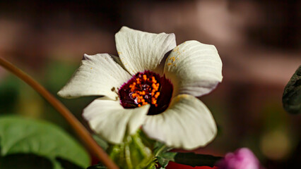 Hibiscus trifoliate in a flowerbed. Beautiful white flower