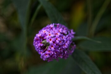 a close-up of a vibrant purple flower with small florets, green leaves in the background, and a visible insect on it. The scene highlights the intricate beauty of nature.
