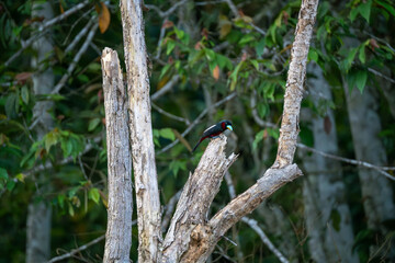Black and Red Broadbill (Cymbirhynchus macrorhynchos), a species of bird in the typical broadbill...