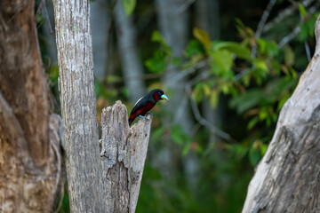 Black and Red Broadbill (Cymbirhynchus macrorhynchos), a species of bird in the typical broadbill...