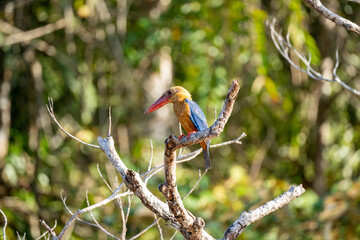 Stork-Billed Kingfisher (Pelargopsis Capensis), a tree Kingfisher native to India and Southeast Asia, in tree branch on Kinabatangan River, Sabah, Malaysia (Borneo)