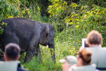 Tourists watching Borneo Pygmy Elephant (Elephas Maximus Borneensis, Bornean Elephant), a...
