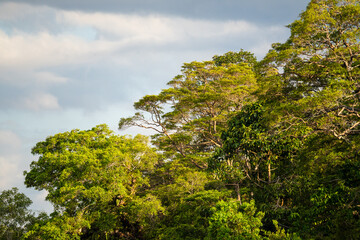 Native jungle tree canopy on riverbank of Kinabatangan River, Sabah, Malaysia (Borneo)