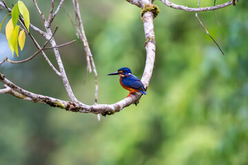 Blue-Eared Kingfisher (Alcedo Meninting) in tree branch, on Kinabatangan River, Sabah, Malaysia (Borneo) with blue and orange feathers.