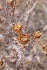 dry burdock seeds in nature