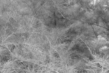 Tree leafs abstract pattern background 