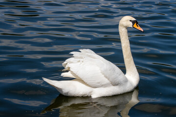 Photo of a beautiful photo of a white swam in a lake