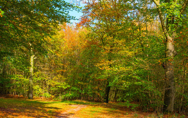 Forest with autumn leaf colors in bright sunlight, Baarn, Lage Vuursche, Utrecht, The Netherlands, October 22, 2024