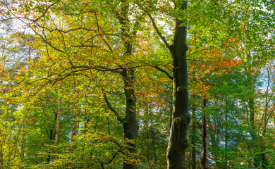 Forest with autumn leaf colors in bright sunlight, Baarn, Lage Vuursche, Utrecht, The Netherlands,...