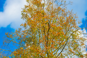 Forest with autumn leaf colors in bright sunlight, Baarn, Lage Vuursche, Utrecht, The Netherlands, October 22, 2024