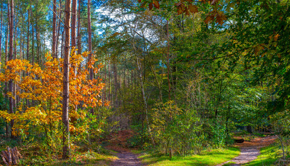 Forest with autumn leaf colors in bright sunlight, Baarn, Lage Vuursche, Utrecht, The Netherlands, October 22, 2024