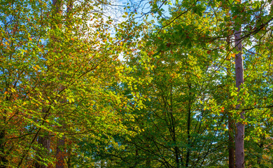 Forest with autumn leaf colors in bright sunlight, Baarn, Lage Vuursche, Utrecht, The Netherlands,...