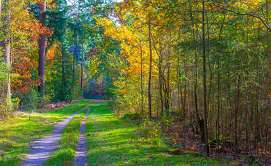 Forest with autumn leaf colors in bright sunlight, Baarn, Lage Vuursche, Utrecht, The Netherlands,...