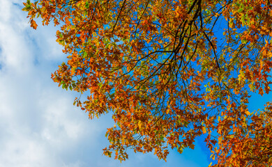 Forest with autumn leaf colors in bright sunlight, Baarn, Lage Vuursche, Utrecht, The Netherlands,...