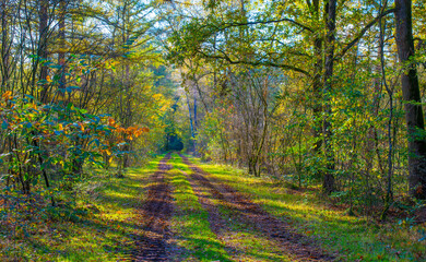 Forest with autumn leaf colors in bright sunlight, Baarn, Lage Vuursche, Utrecht, The Netherlands, October 22, 2024