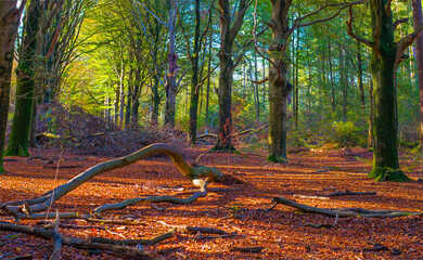 Forest with autumn leaf colors in bright sunlight, Baarn, Lage Vuursche, Utrecht, The Netherlands,...