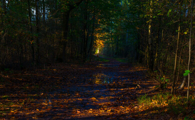 Obraz premium Forest with autumn leaf colors in bright sunlight, Baarn, Lage Vuursche, Utrecht, The Netherlands, October 22, 2024