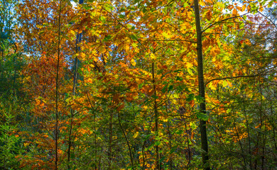 Forest with autumn leaf colors in bright sunlight, Baarn, Lage Vuursche, Utrecht, The Netherlands,...
