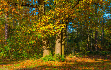 Forest with autumn leaf colors in bright sunlight, Baarn, Lage Vuursche, Utrecht, The Netherlands, October 22, 2024
