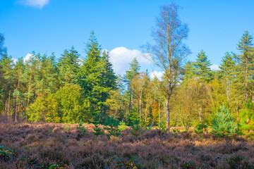 Forest with autumn leaf colors in bright sunlight, Baarn, Lage Vuursche, Utrecht, The Netherlands,...