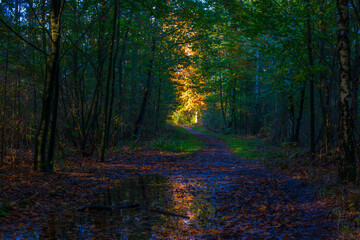 Forest with autumn leaf colors in bright sunlight, Baarn, Lage Vuursche, Utrecht, The Netherlands, October 22, 2024