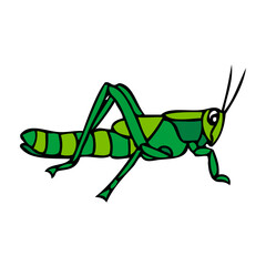 grasshopper vector illustration
