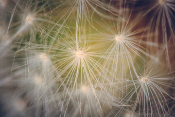 Close-up of delicate dandelion seeds illuminated by soft sunlight.