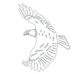 eagle flying, outline, sketch, vector