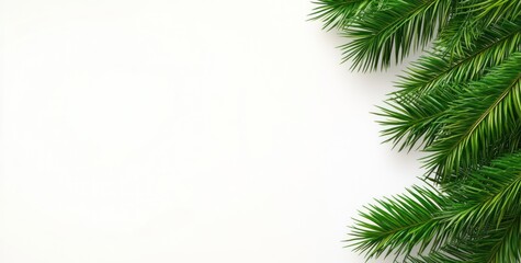 Obraz premium A close-up of green pine branches against a white background, ideal for seasonal designs.