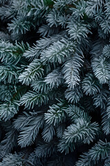 Fir branches covered with frost abstract background. Vertical composition.