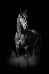 Pferd