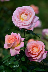 dew on the three pink roses