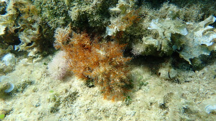 Red algae Laurencia obtusa undersea, Aegean Sea, Greece, Halkidiki, Afytos beach