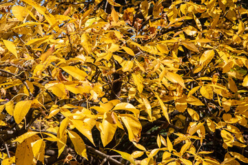 Yellow leaves on the branches of a tree in autumn closeup as natural background
