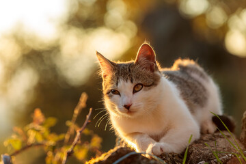 Fototapeta premium Kitten on a Rock