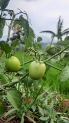 green tomato on a vine