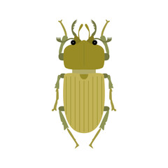 beetle illustration