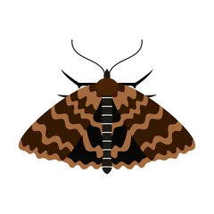 beautiful moth illustration