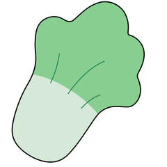 chinese cabbage vegetable
