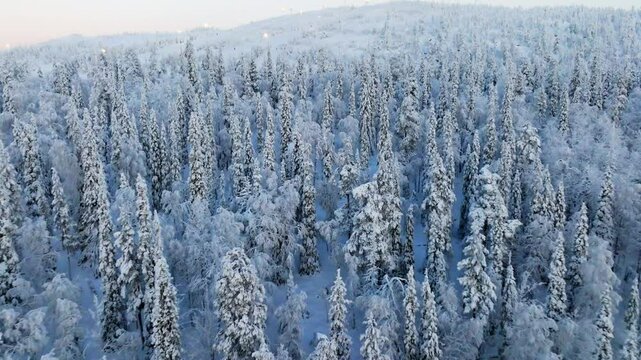 Drone tilt shot approaching snowy mountainside trees, winter sunrise in Lapland