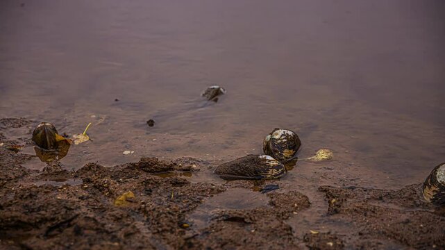 Timelapse Swan Mussel (Anodonta Cygnea) During Low Tide.